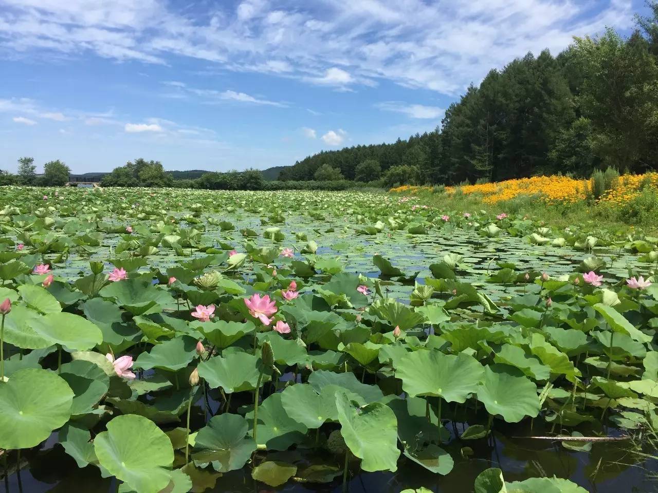 满池荷花早已惊艳绽放,这才是长春今夏最佳赏荷地