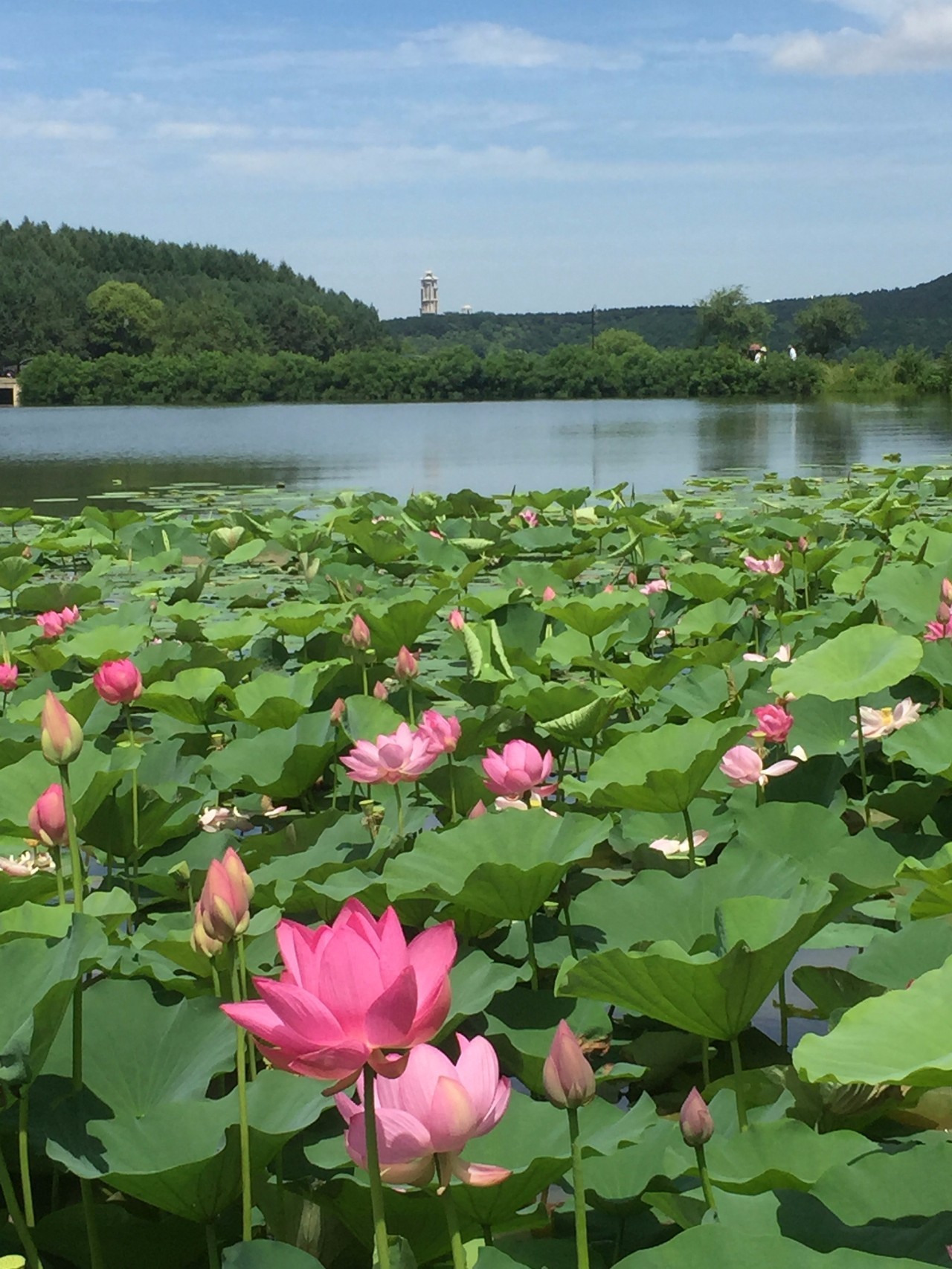 满池荷花早已惊艳绽放,这才是长春今夏最佳赏荷地