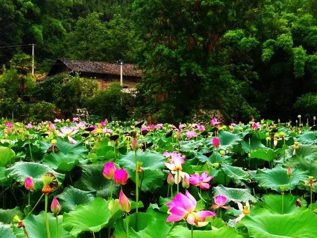 哦豁,九盤河蓮花村的故事是