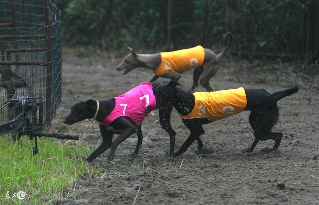 格力犬应该如何训练抓兔子,幼犬咋训练