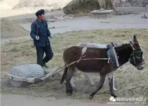 连枷打场摊铺推到场上晾晒收割小麦延安山牛生态园定于八月十九日