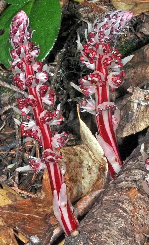 snow plant(sarcodes sanguinea),杜鵑花科,中國風降妖棍:水晶蘭