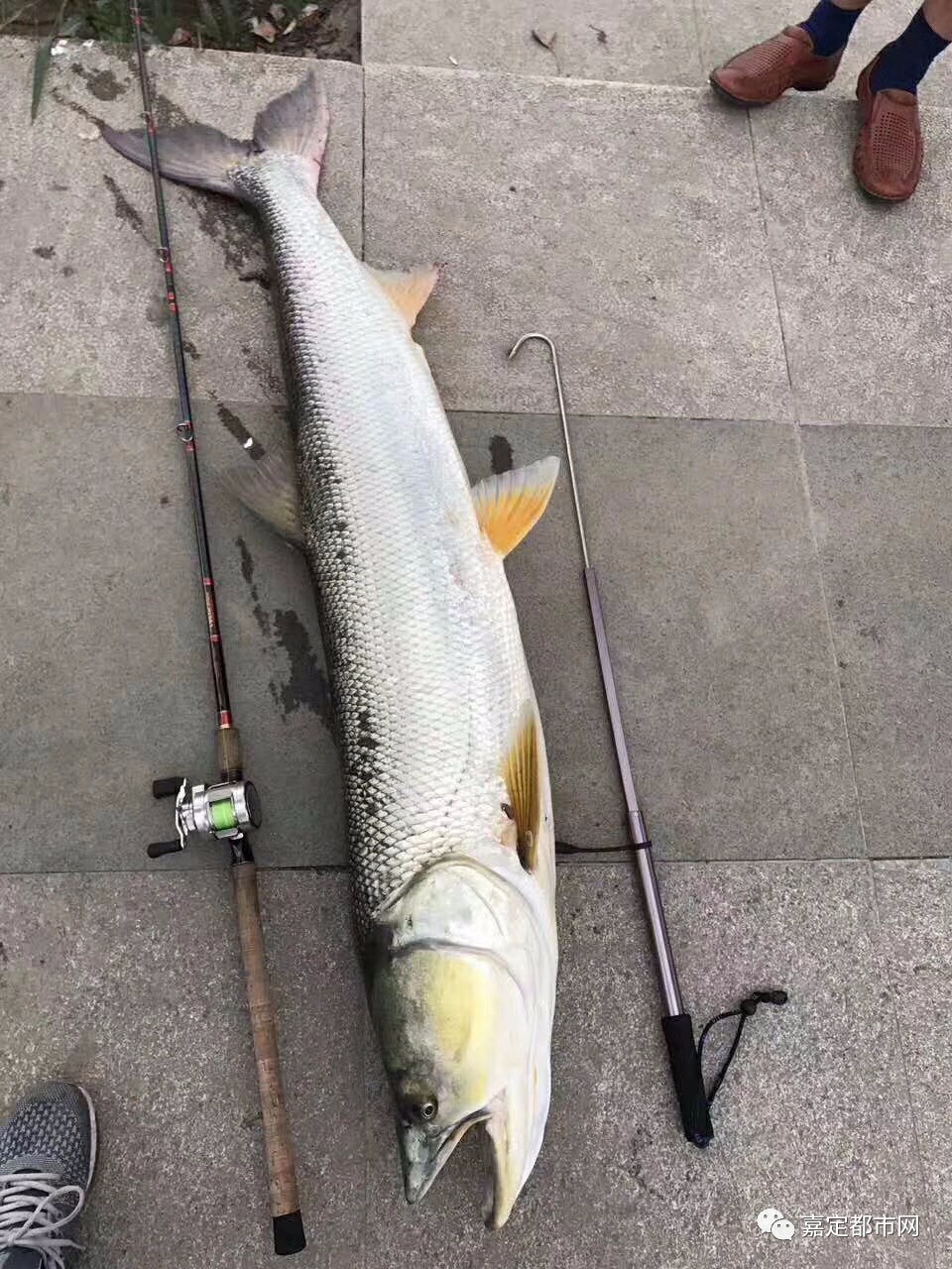5米长60斤重鳡鱼!网友直呼:这鱼快成精了