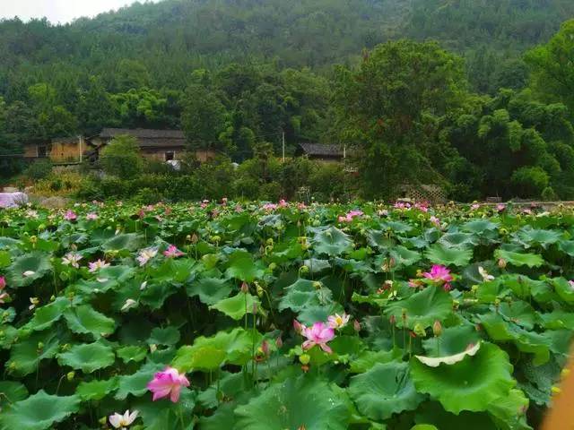 哦豁,九盤河蓮花村的故事是