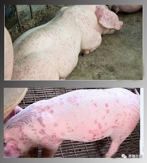 猪湿疹怎么治图片