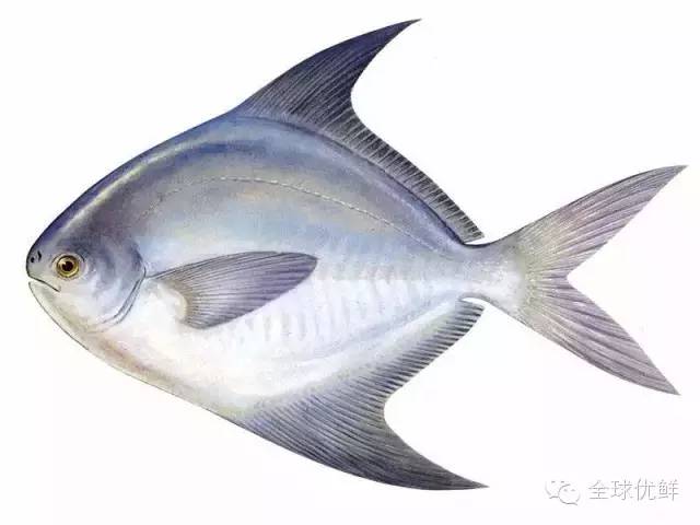 學名:網紋裸胸鱔帶魚竹莢魚,也稱馬鯖魚秋刀魚藍點馬鮫鮐魚,別稱青花