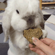 兔子吃东西的动图图片