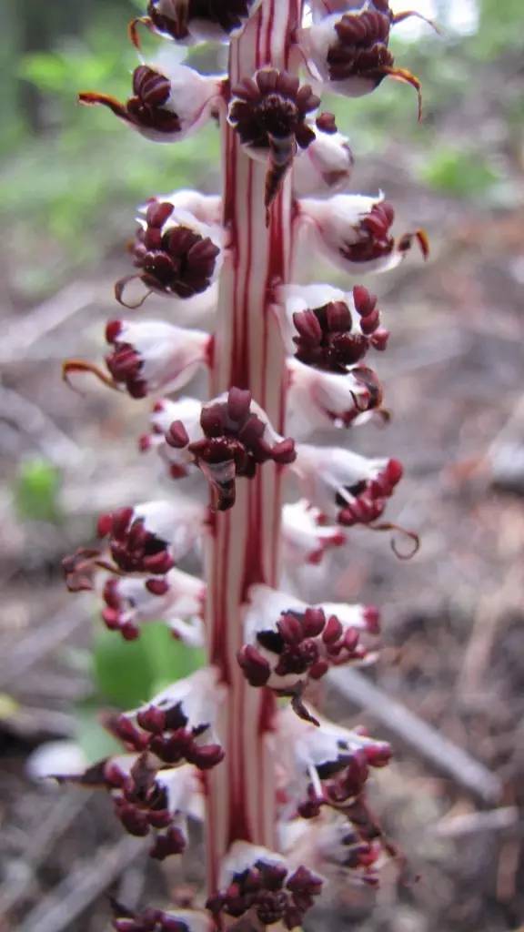 snow plant(sarcodes sanguinea),杜鵑花科,中國風降妖棍:水晶蘭