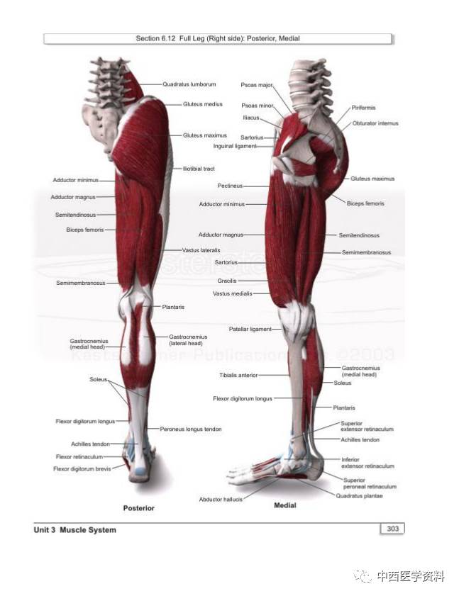 大腿肌肉横断位解剖图图片