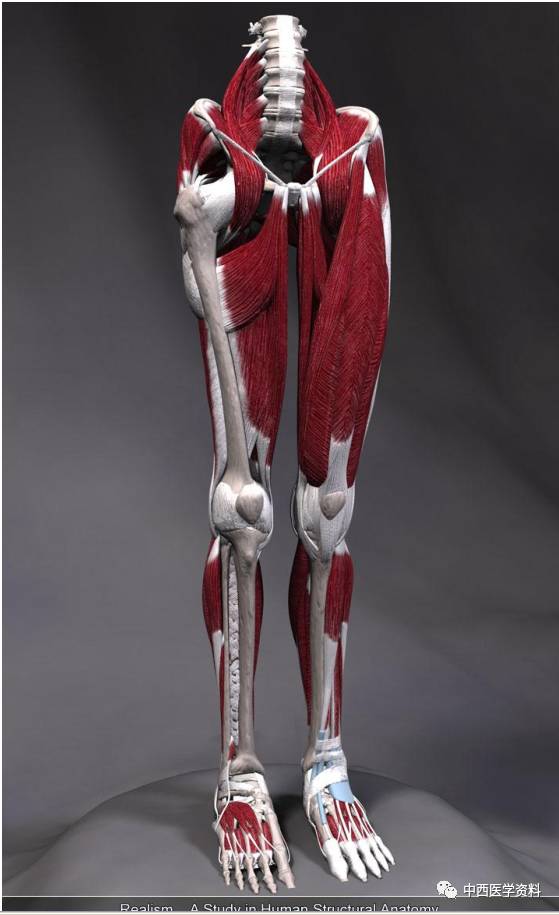 人体肌肉三维解剖图
