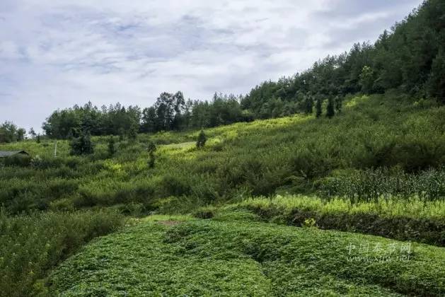 竹園鎮龍潭村李子種植基地