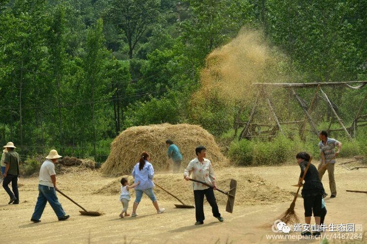 翻摊毛驴碾场连枷打场摊铺推到场上晾晒收割小麦延安山牛生态园定于