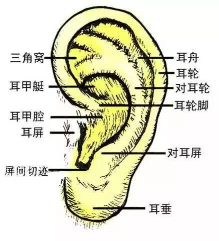 口臭按耳轮脚消失处耳轮脚消失处主治;消化不良