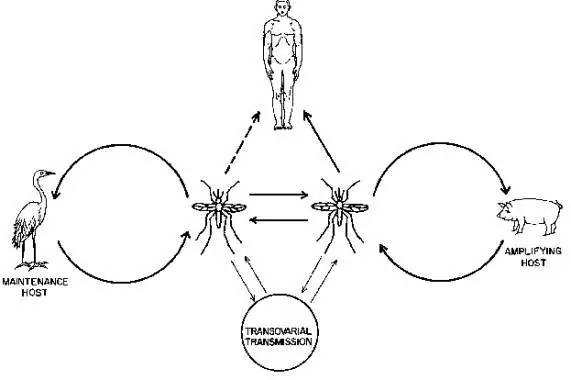 三帶喙庫蚊↑↑↑乙型腦炎(簡稱乙腦)經蚊媒傳播,主要病媒是三