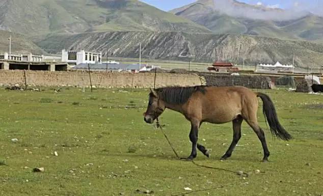 教你一招怎样看一眼就知道马儿的年龄