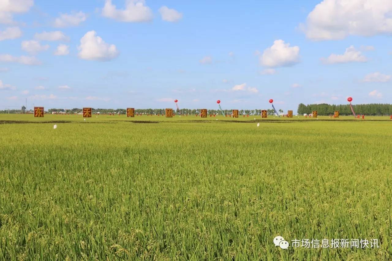 欣赏寒地黑土秀色之美 感受庆安有机绿色稻花香