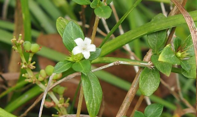 白马骨:小小白花了不起,入药解毒雷公藤