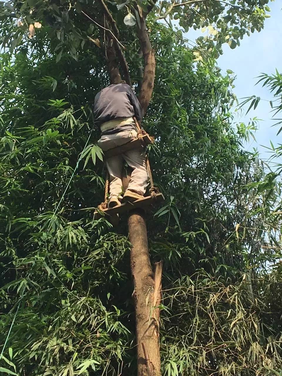 巴中一老汉爬树砍枝中暑被困树上 消防爬树救援