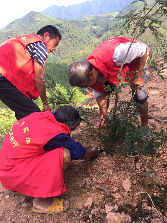 【基层情况】枫坪乡山乍口村:党员种下香榧林探索"双增"好路子