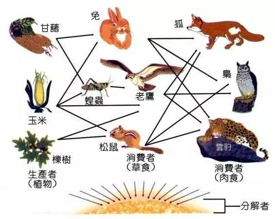 食物链精彩时段【食物链吻戏】