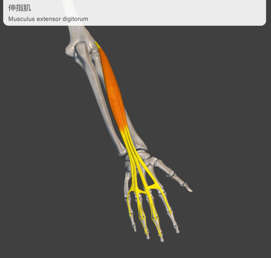 手指伸肌腱解剖图片
