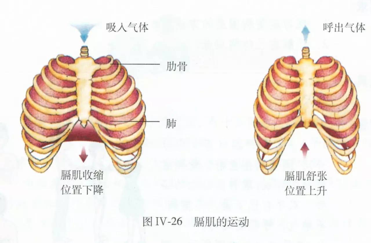 膈肌脚的解剖图片