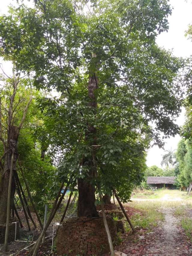 枧木树简历图片