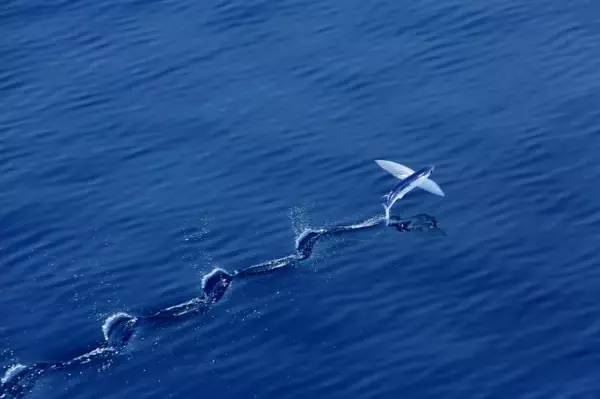 海豚,飛魚出沒的 甘泉島