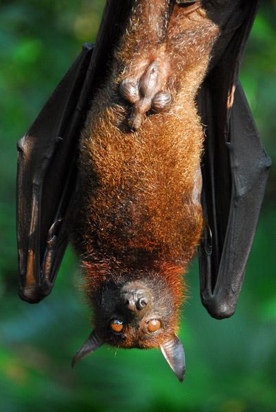 直击世界上最大蝙蝠,长相极其恐怖,被认为是吸血鬼化身