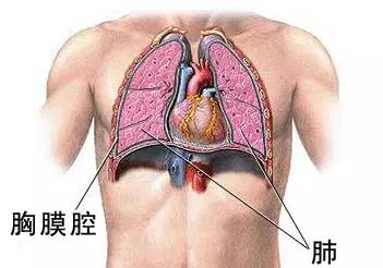 肺泡位置图片