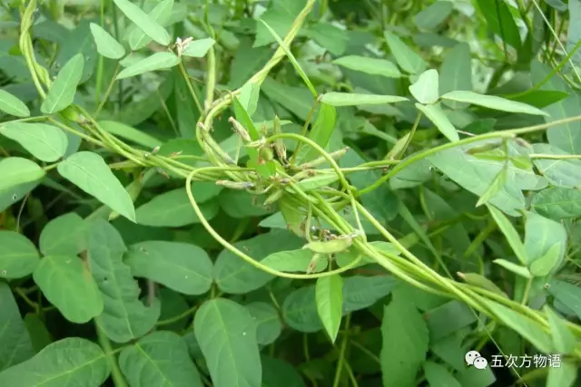 大豆 一种被人类掰直了的植物