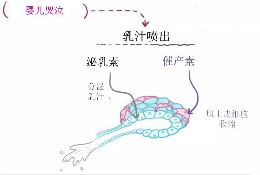 奶水射出图片