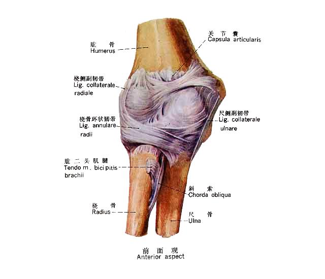 右肘关节高清解剖图图片