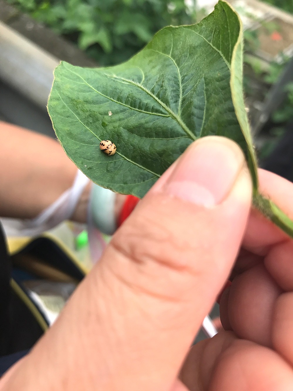 不一樣的捉蟲體驗,天目山昆蟲研學之旅