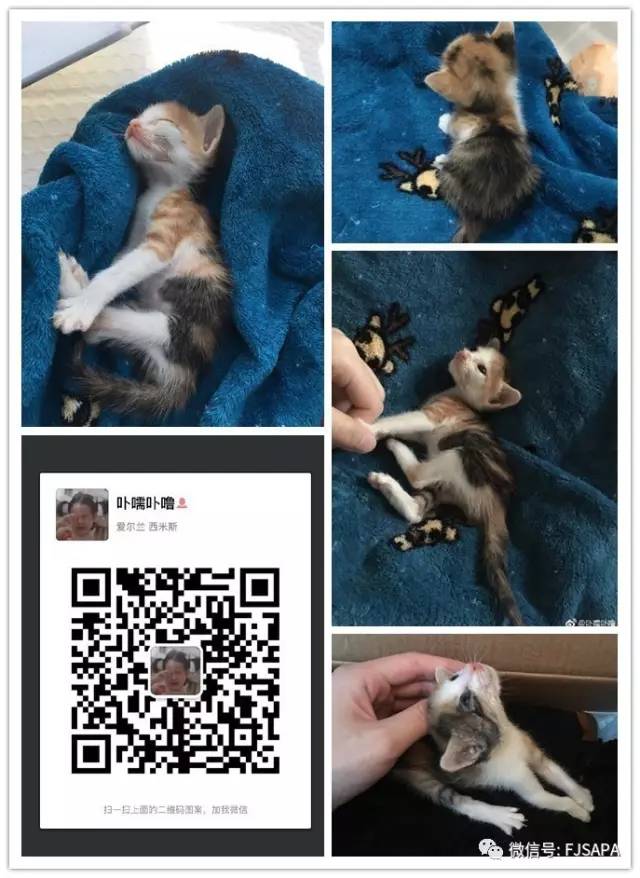 小奶猫来求领养啦 求转发啊一点要点开看啊,有意者联系图中二维码可怜