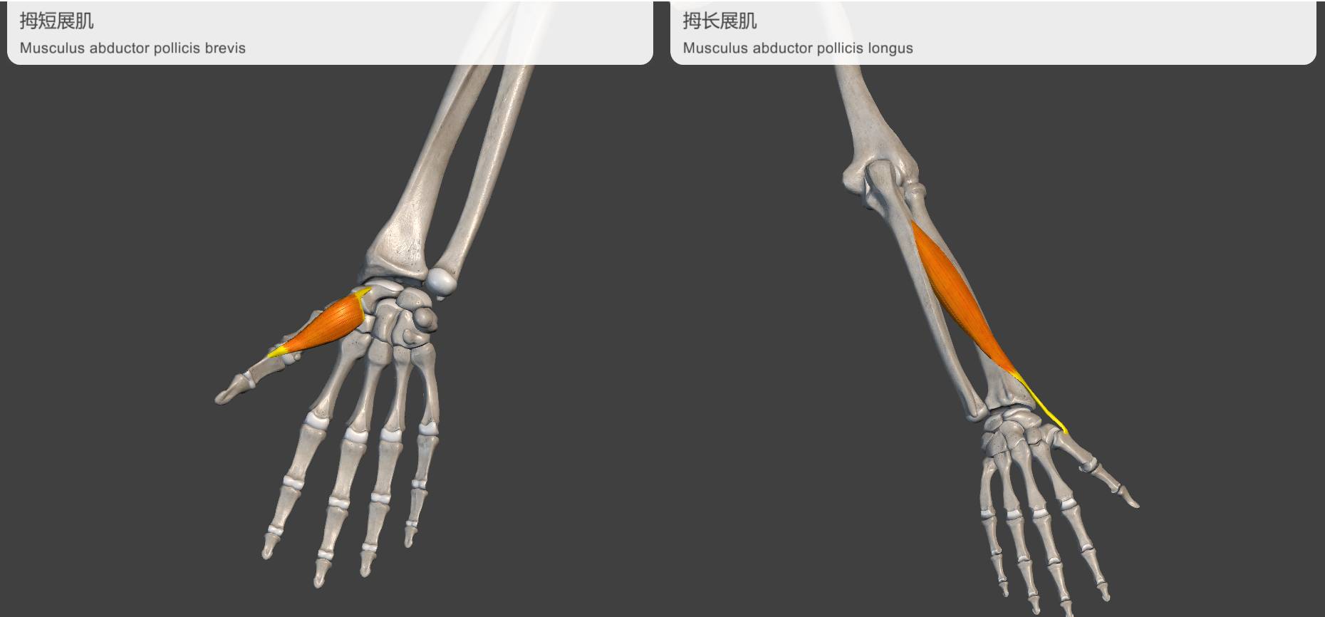 adductor longus图片