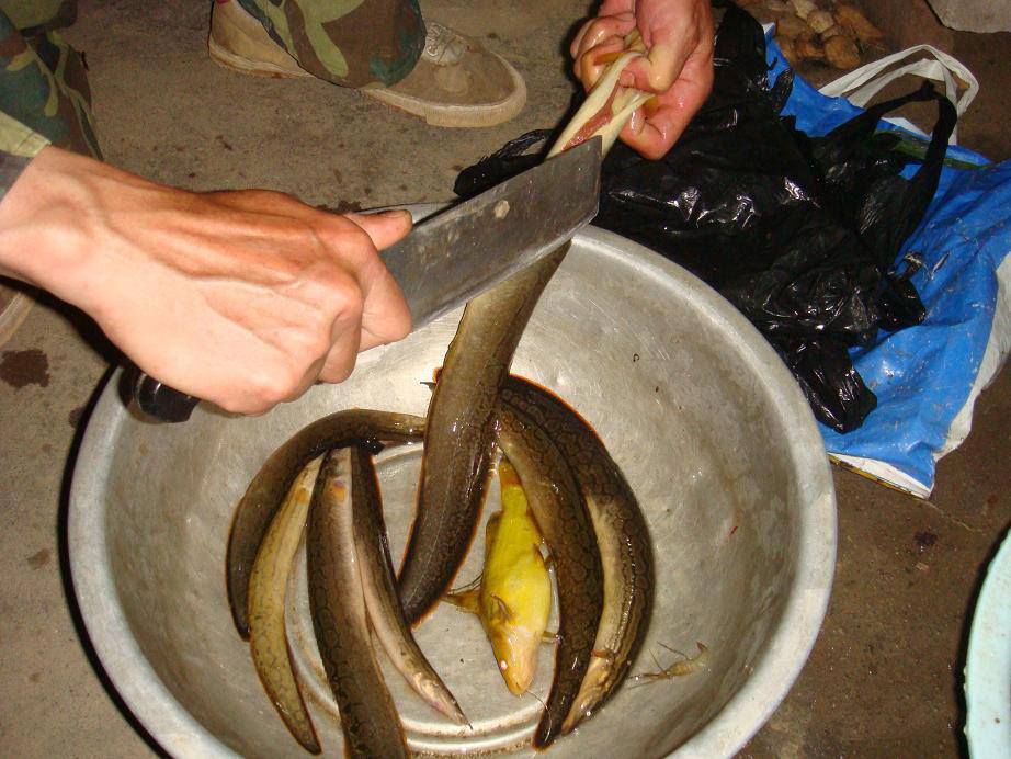 猪麻锯鱼多少钱一斤图片
