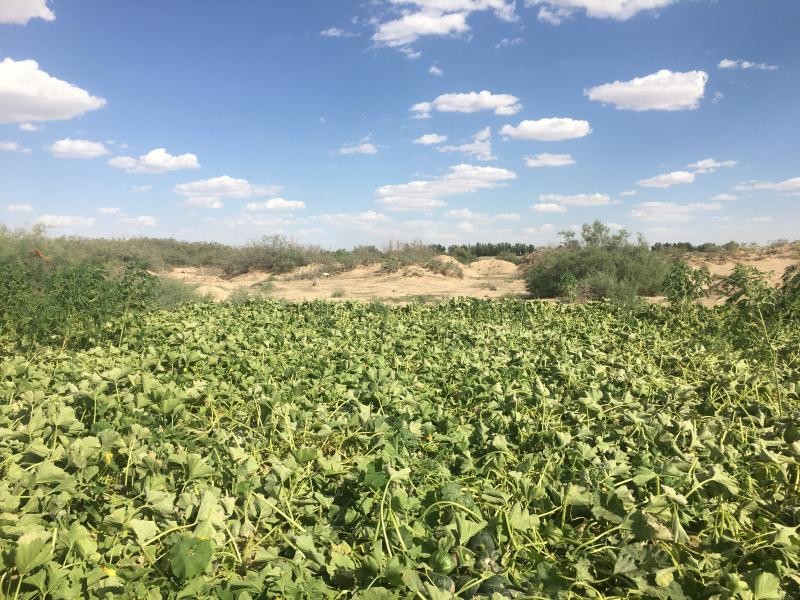 愛心助農民勤荒漠中的貝貝南瓜滯銷5萬斤期待你的援手