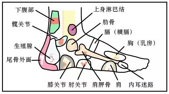 脚踝对应的器官示意图图片