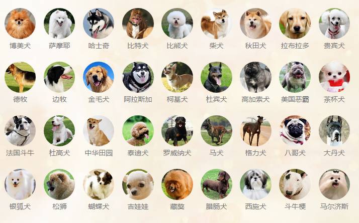 狗的种类图片及名称图片