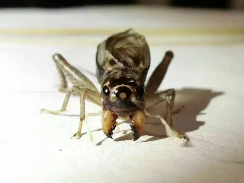 蟋蟀死人骨头牙图片