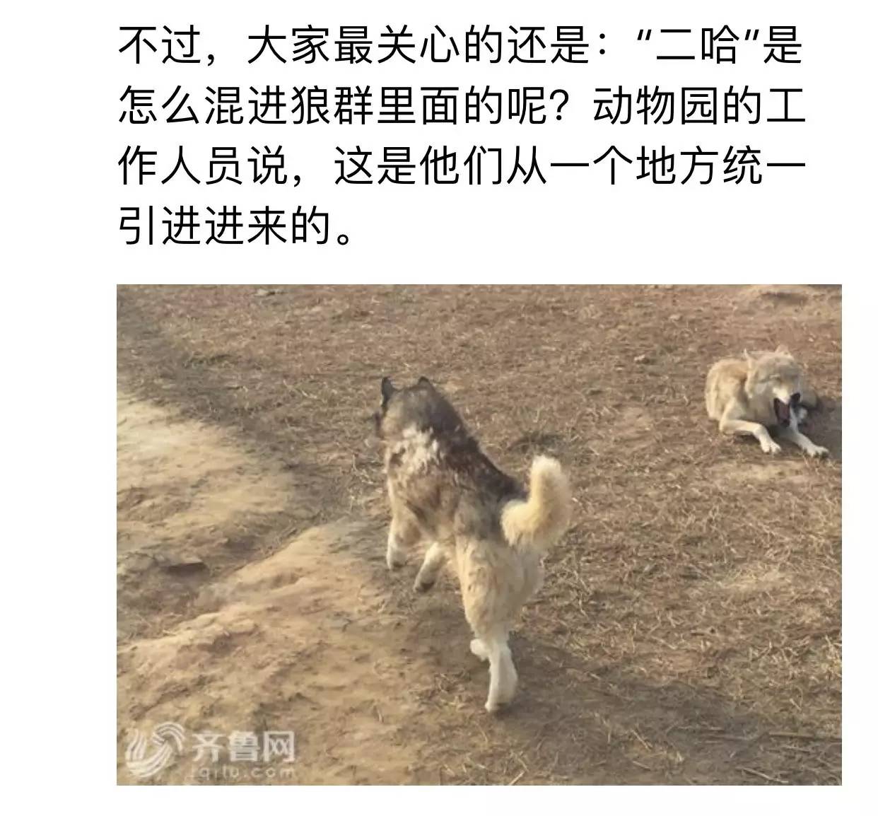 哈士奇混入狼群当狼王还娶了母狼生了娃