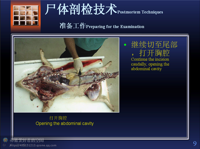 开膛解剖图图片