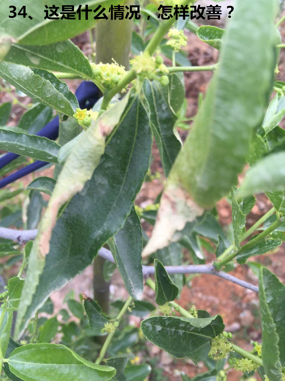 用治療型的殺菌劑打細菌性病害侵染,用治療性的殺菌劑(歡迎關注冬棗網