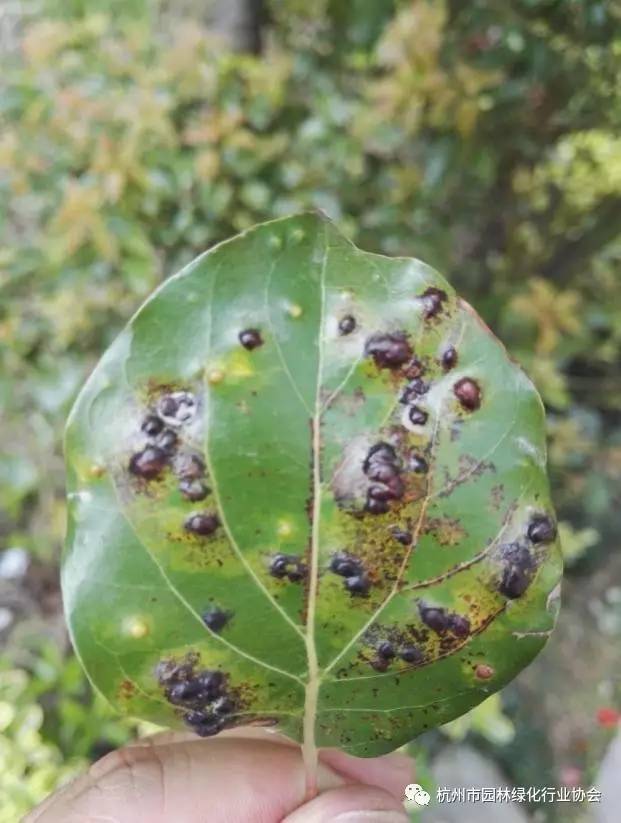 香樟树常见病虫害图片图片