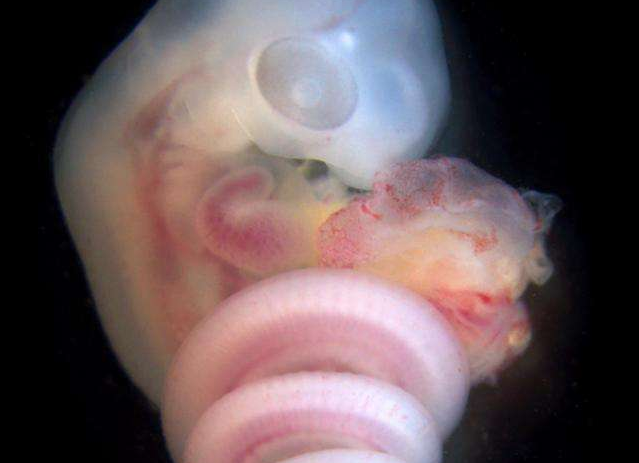 蛇卵胎生的过程图片