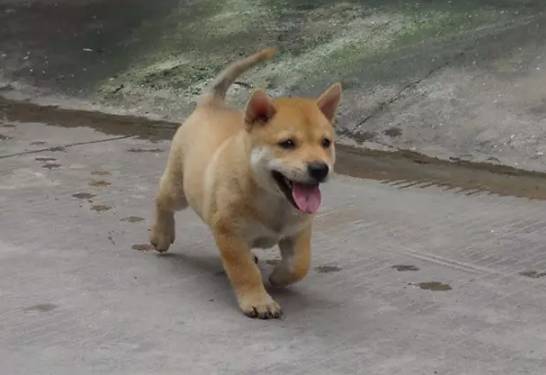 土狗怎麼養土狗的習慣