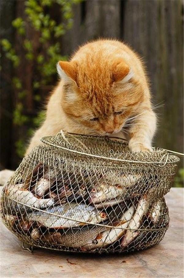 猫咪其实不是天生爱吃鱼的,它们只是喜欢鱼的腥味,腥味会让它们觉得