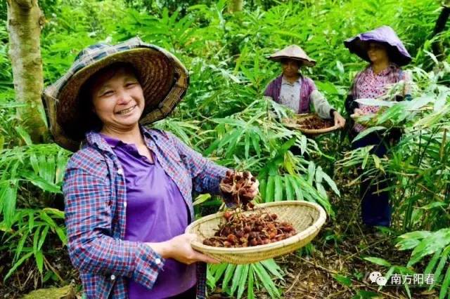 阳春春砂仁种植基地图片