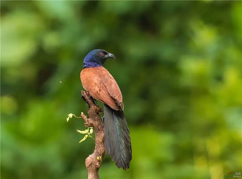 50多種野生鳥類,在福綿沙田這個區域棲息翩飛~又一個觀鳥聖地!